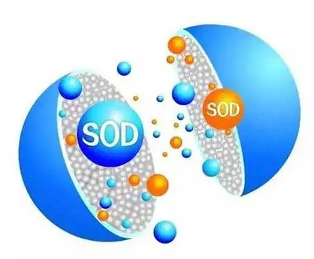 SOD是如何被发现的