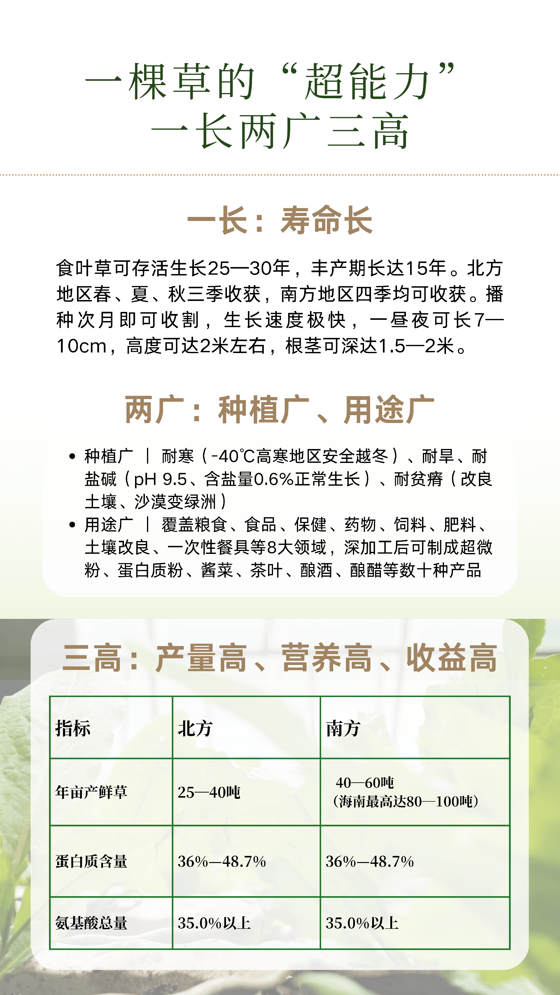 食叶草 - 3.png